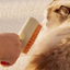Steam Silicone Cat Grooming Brush used to groom a cat