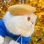 White cat wearing a mustard yellow felt beret outdoors