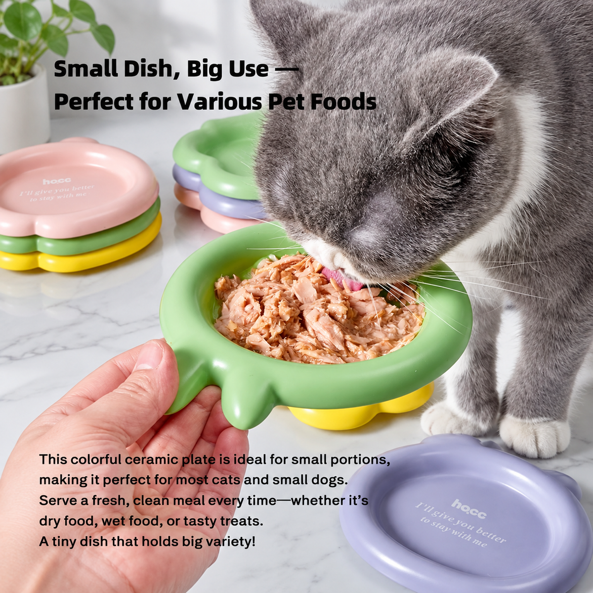 Colorful Ceramic Pet Plates | detail correction 3 | TEXT_LAYOUT_REBUILD | collection 20260919