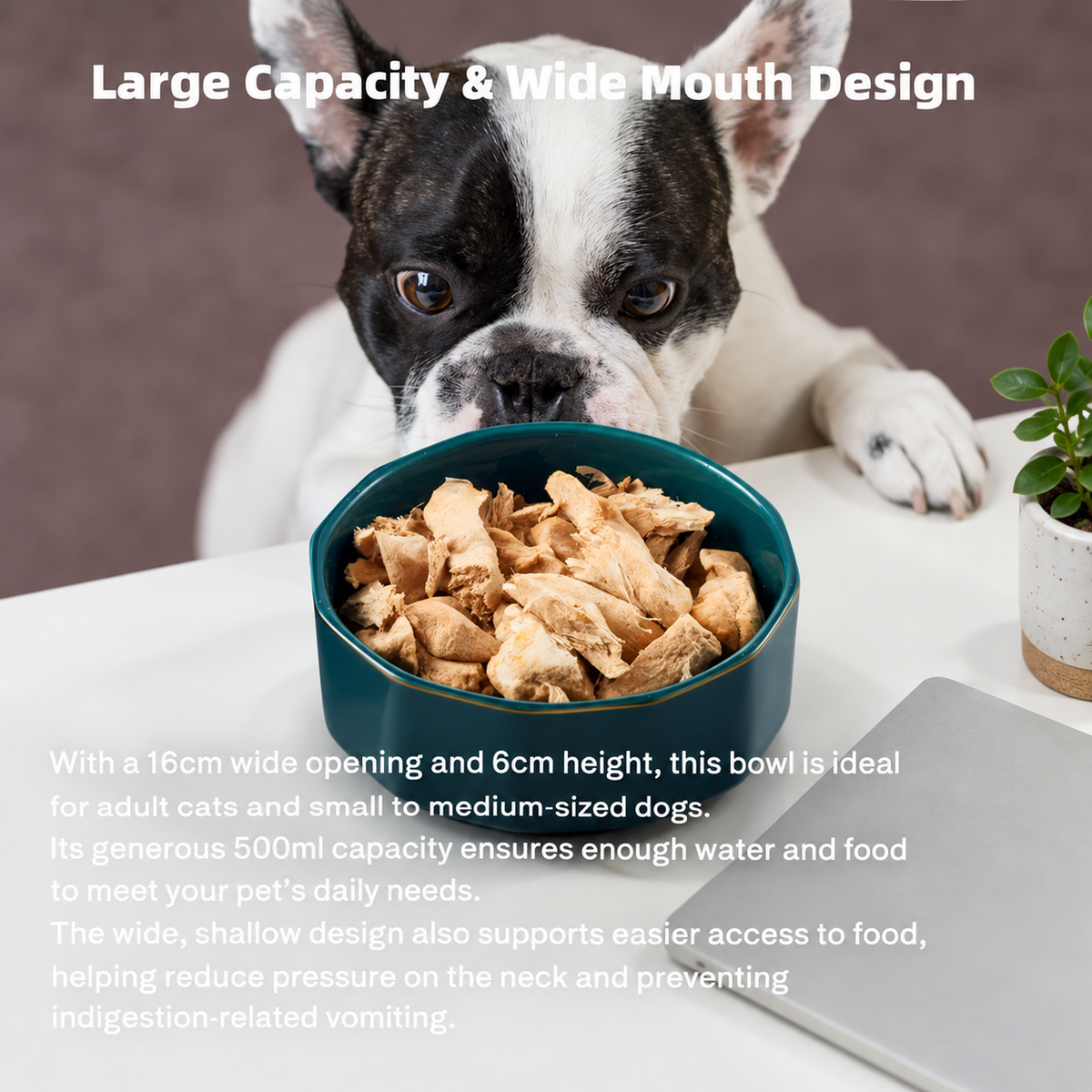 Elegant Ceramic Pet Bowl with Oak Base | detail correction 4 | TEXT_LAYOUT_REBUILD | collection 20260919