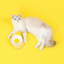 Blooming Flower Ceramic Pet Bowl | detail correction 6 | FULL_FRAME_OUTPAINT | collection 20260919