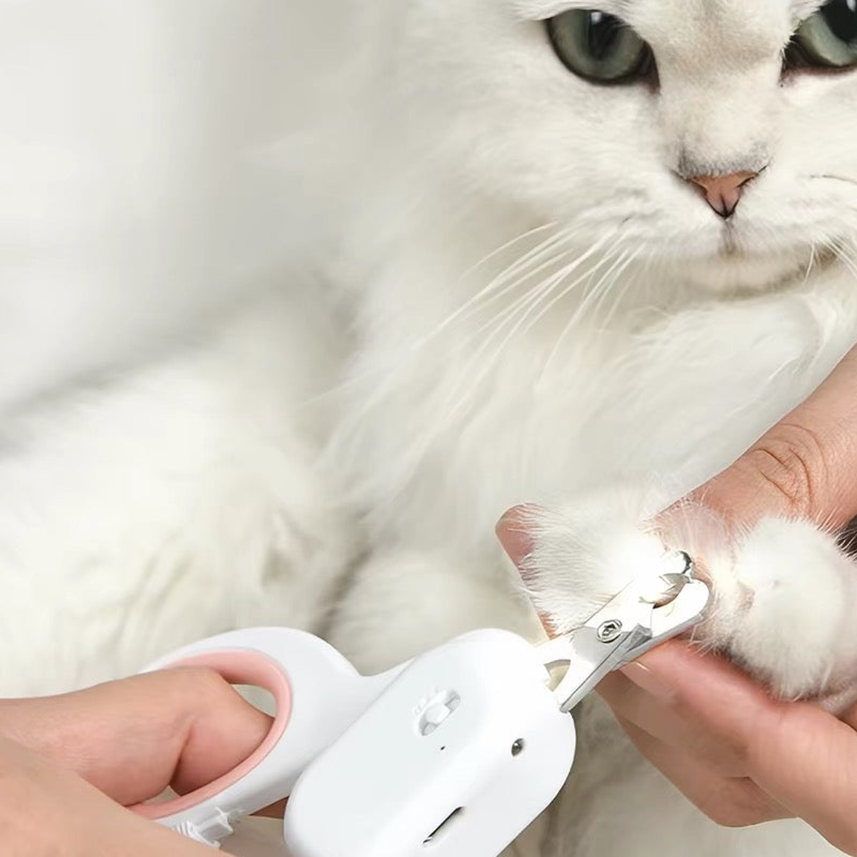 Cat nail trimming with LED cat scissors