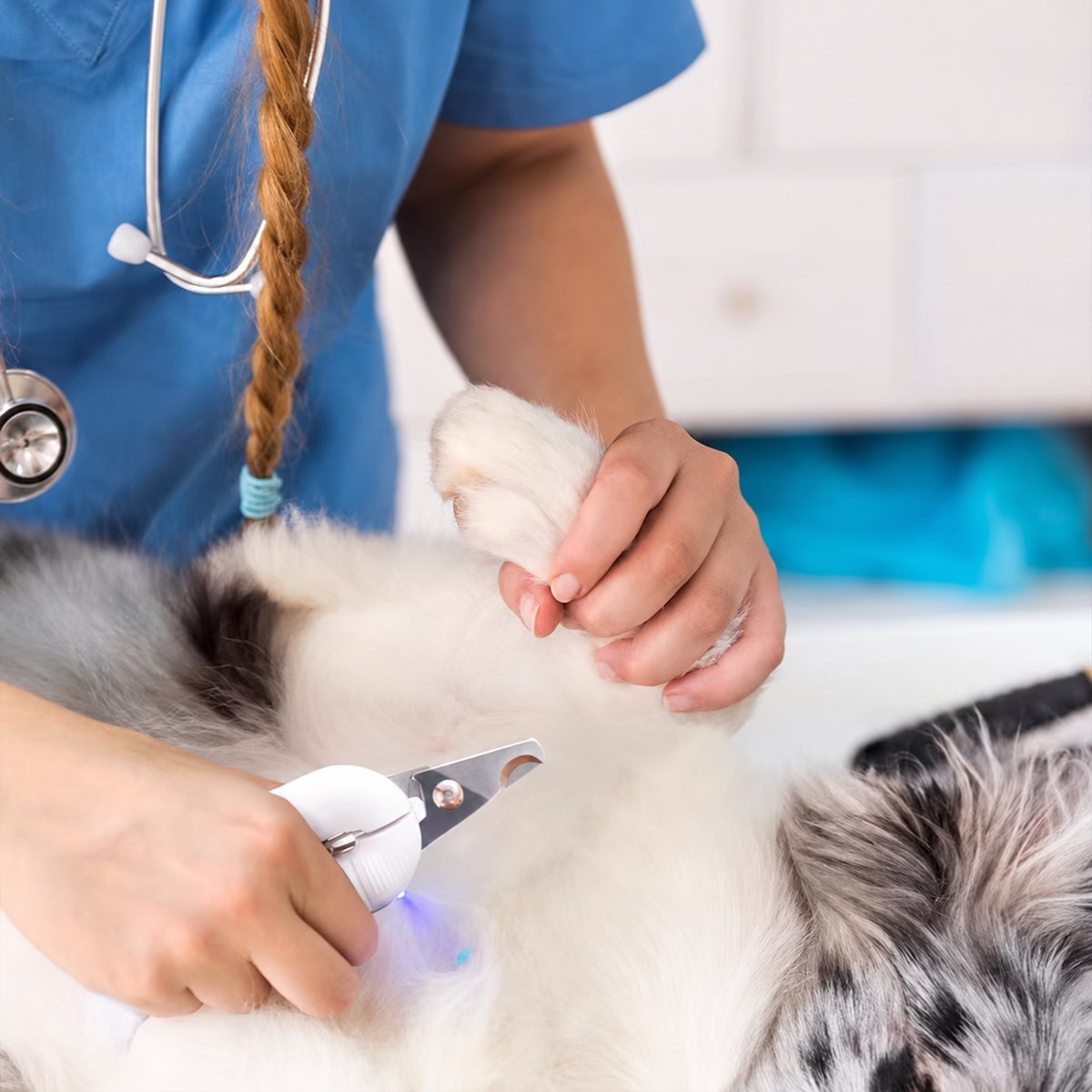 Dual-light pet nail clipper used to trim a cat's paw