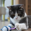 Destiny Pet interactive cat mouse toy - English translated detail image showing cat pawing at a blue interactive mouse toy