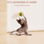 Catnip lick toy for cats - cat reaching for wall-mounted toy