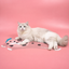 Miaoho Animal Series Water-Proof PVC Pet Food Mat | detail image 3 | square correction | FULL_FRAME_OUTPAINT_TEXT_LAYOUT_REBUILD | 20260919