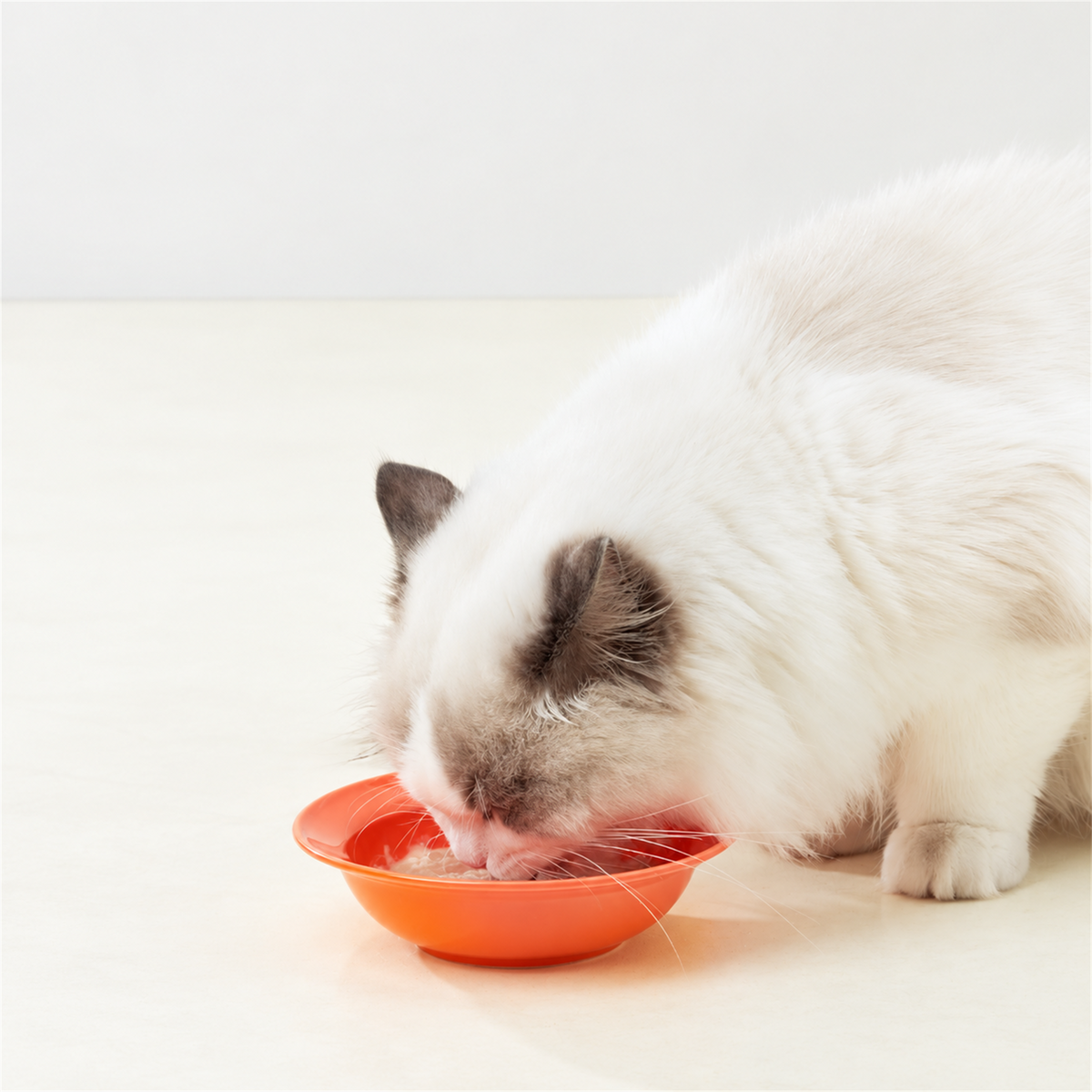 Merry Pet macaron bone china pet bowl in use with a cat - orange bowl feeding scene - 1:1