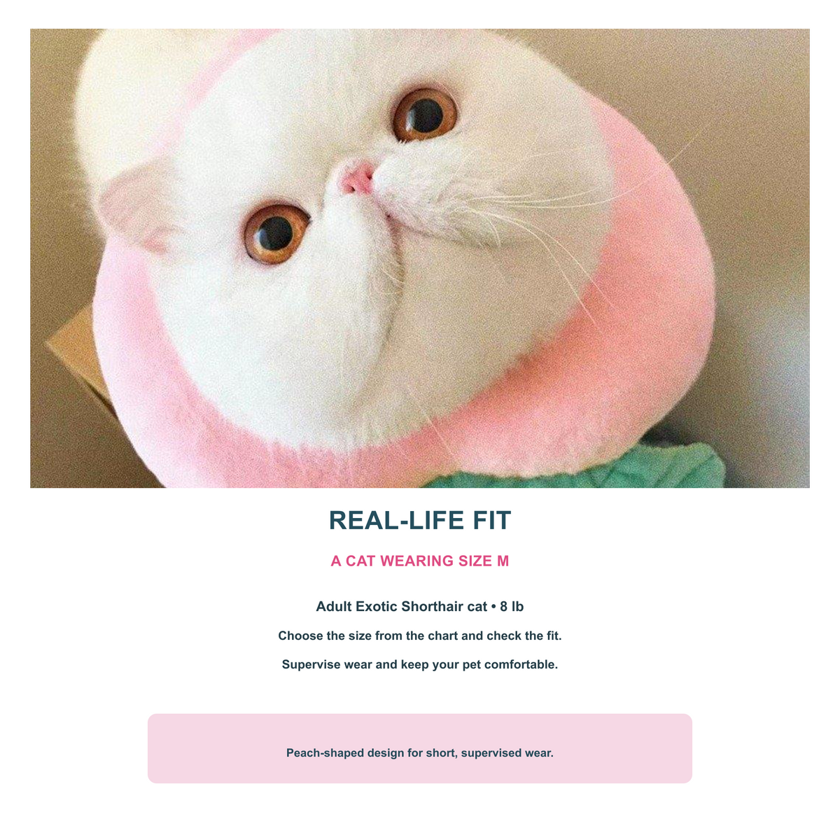 Bigger Fish peach cat Elizabeth collar - real cat wearing size M