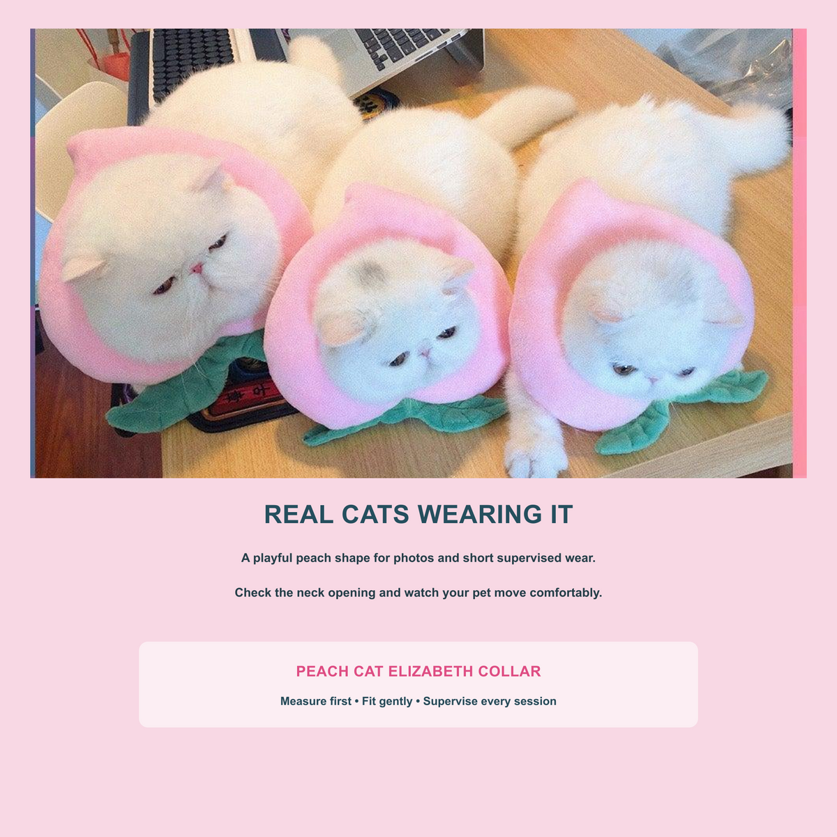 Bigger Fish peach cat Elizabeth collar - three cats wearing the collar