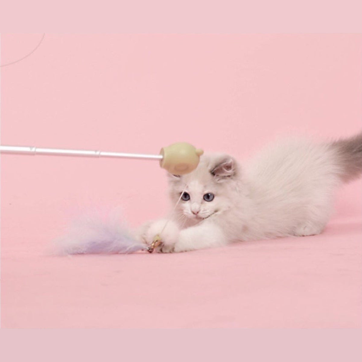 Aiwo Panda Laser Cat Teaser - English 1x1 detail module 9 v4