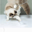 Aiwo multifunctional cat teaser - English corrected detail v7 module 09 of 14