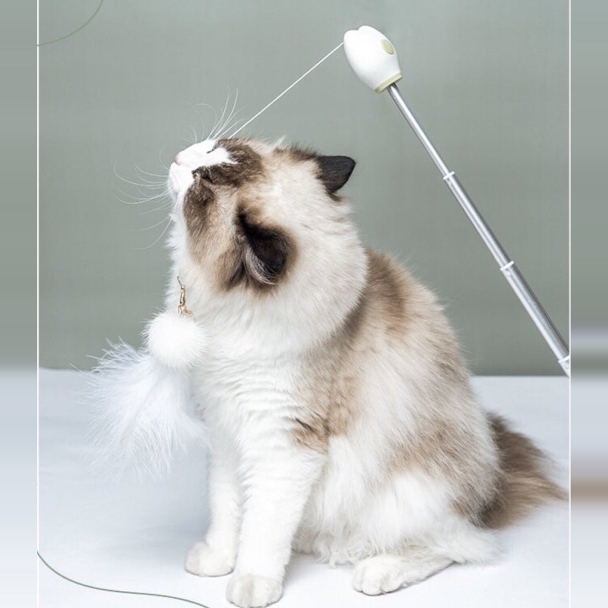 Aiwo multifunctional cat teaser - English corrected detail v7 module 10 of 14