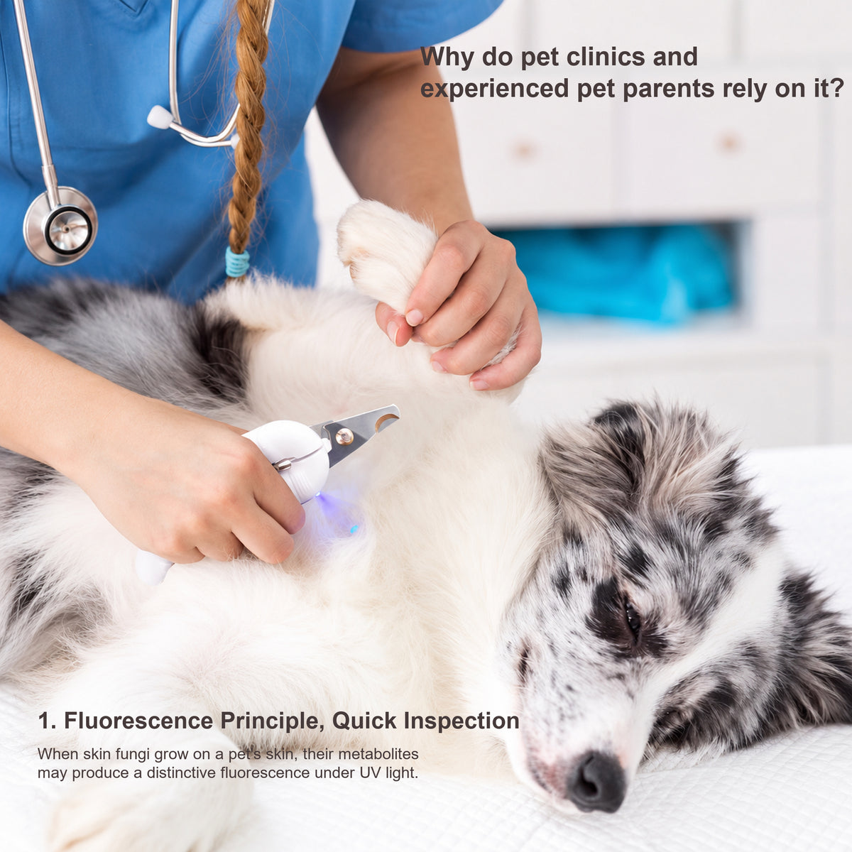 Pakeway pet nail clipper shown during a routine dog grooming check