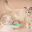 Cat using a snail-shaped automatic pet water fountain