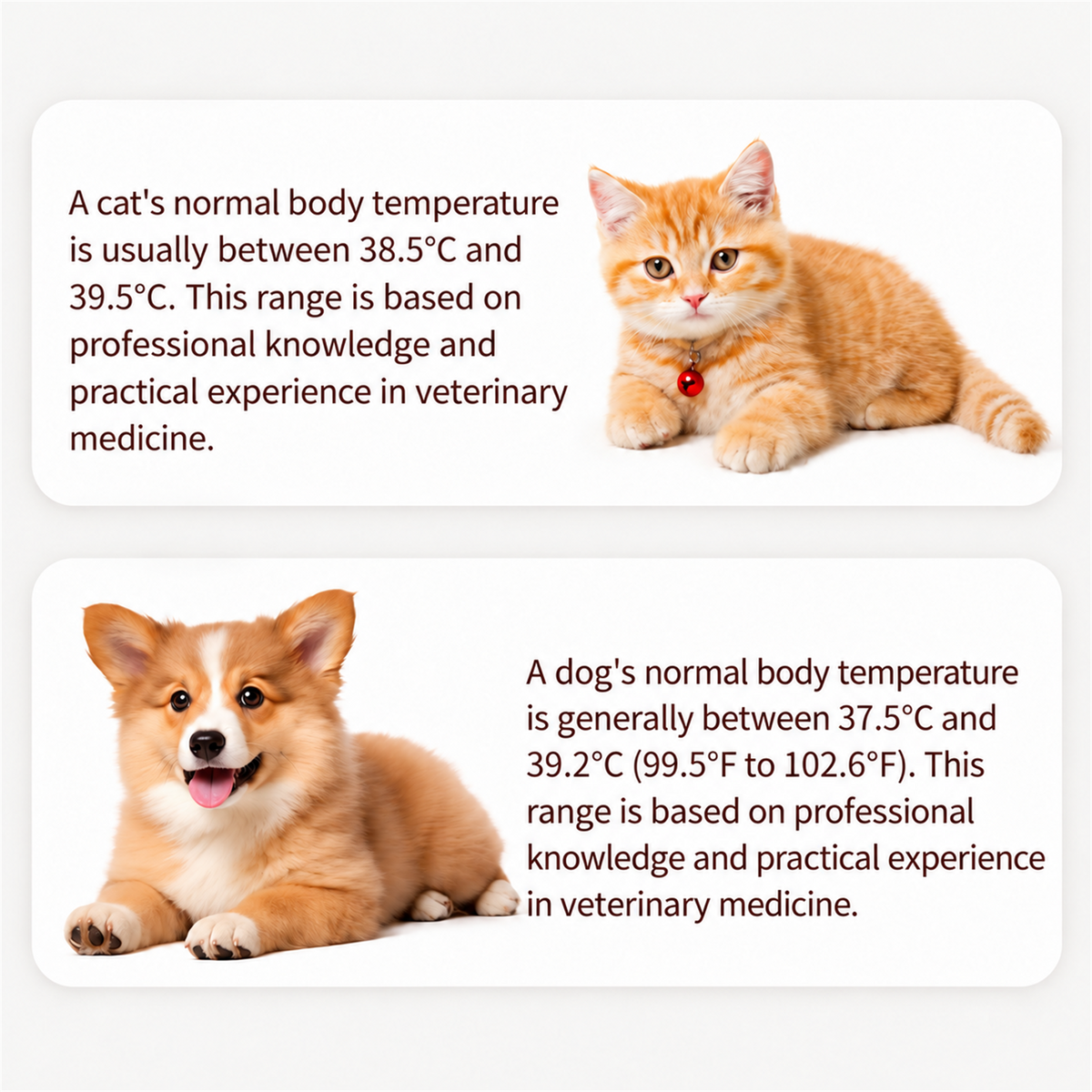 Normal cat and dog temperature ranges