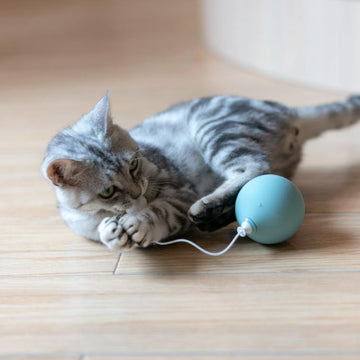 Pidan Pet toy Balloon type - Destiny Pet