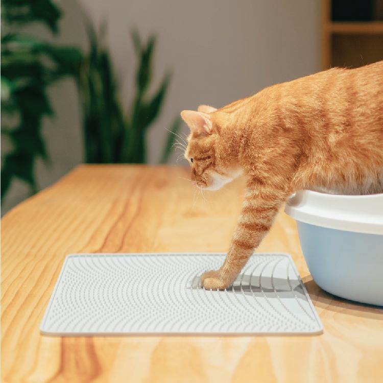 Cat stepping onto a Pidan silicone litter mat beside a litter box