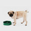 Pidan Pet bowl Forest type - Destiny Pet