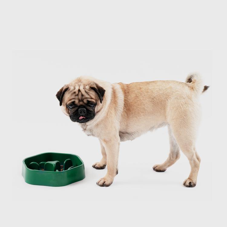 Pidan Pet bowl Forest type - Destiny Pet