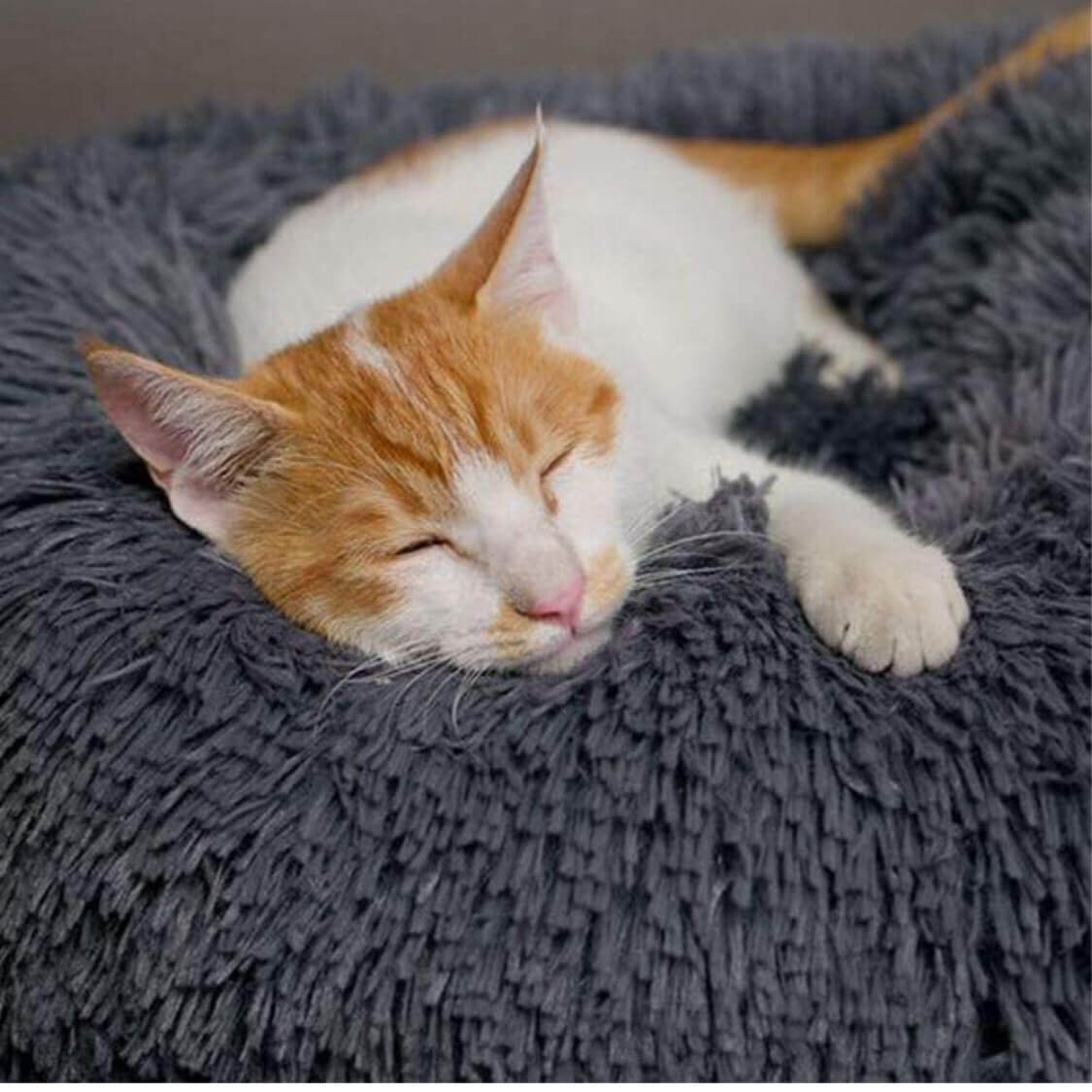 JAMBOREE dark long-haired donut pet bed with a sleeping cat