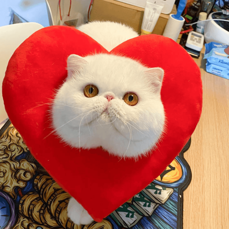 Bigger Fish heart cat Elizabeth collar - original product image 2