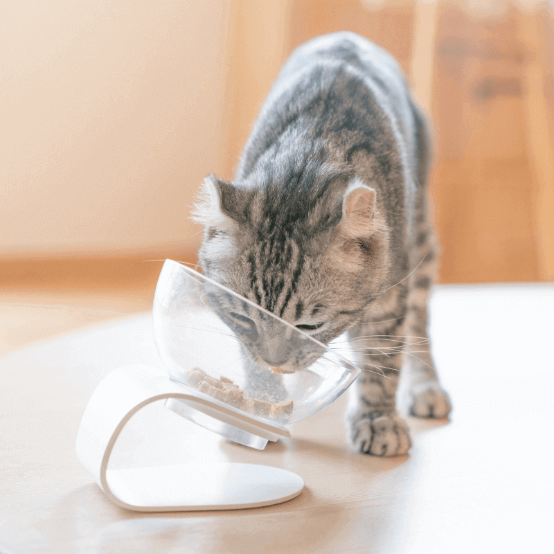 PIDAN Elevated Angled Pet Bowl