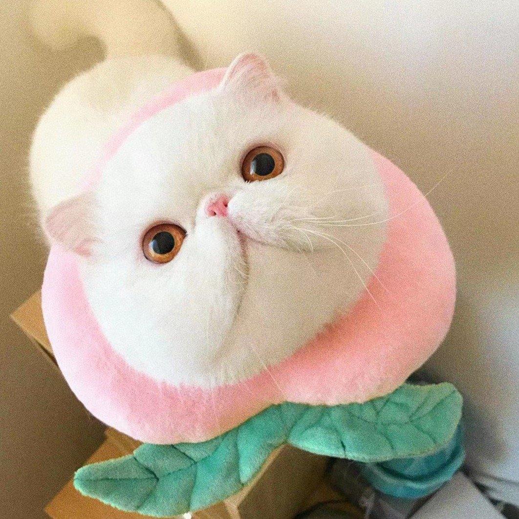 Bigger Fish peach cat Elizabeth collar - original product image 1