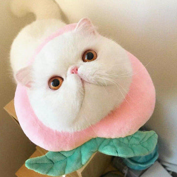Bigger Fish peach cat Elizabeth collar - original product image 1