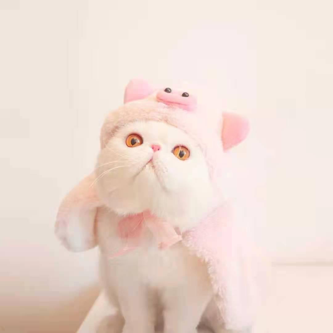 Bigger Fish piggy cat cape - original product image 3