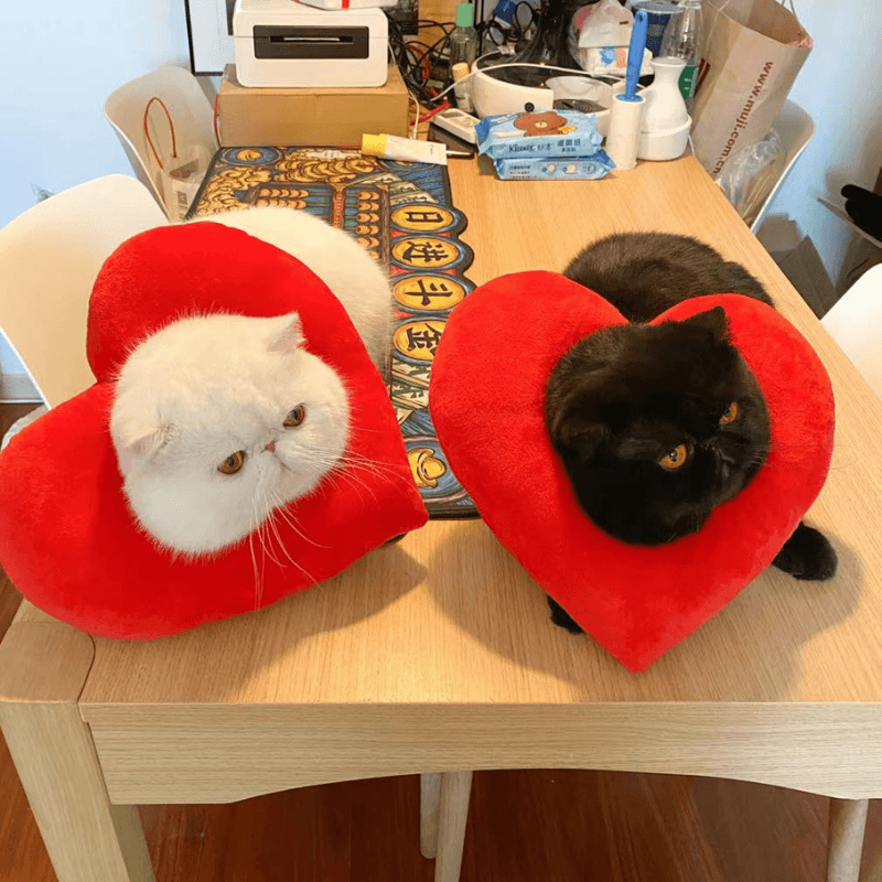 Bigger Fish heart cat Elizabeth collar - original product image 4