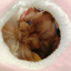 Fukufuku Rainbow Cat Bed product detail image 10