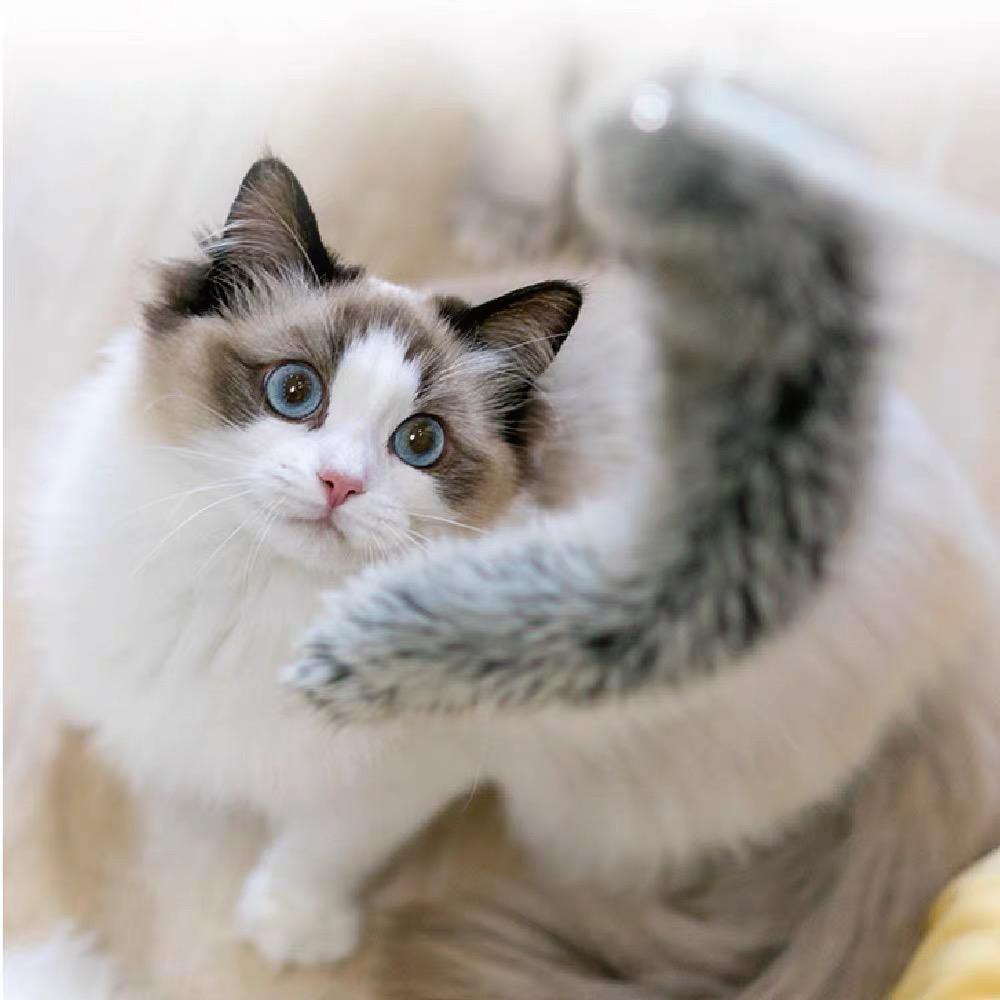 pidan Cat Teaser Toy Accessories Big Tail A5 - Destiny Pet