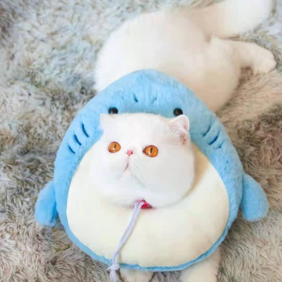 Bigger Fish shark cat Elizabeth collar - original product image 5