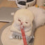 Bigger Fish toast cat Elizabeth collar - original product image 2