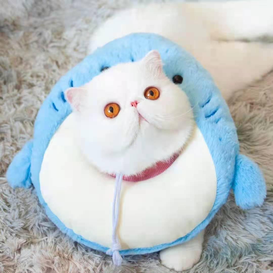 Bigger Fish shark cat Elizabeth collar - original product image 7
