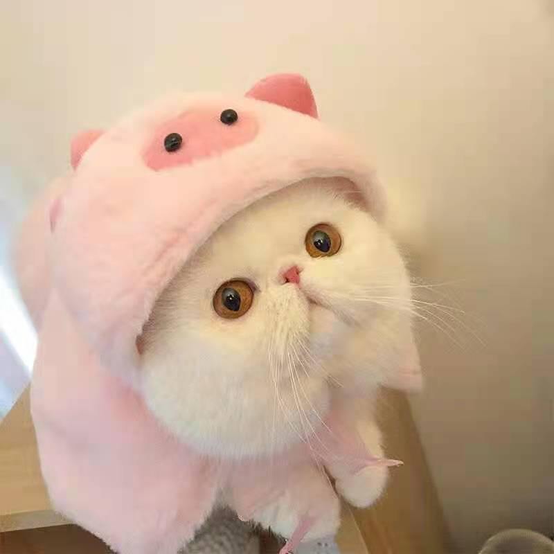Bigger Fish piggy cat cape - original product image 2