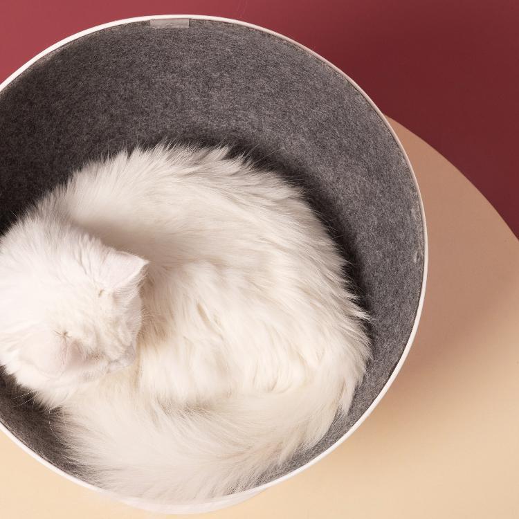 Furrytail Boss Cat Bed, Elevated Cat Chair 猫老板猫窝 - Destiny Pet