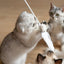 Pidan Cat Teaser Wand with Wooden Handle - Destiny Pet