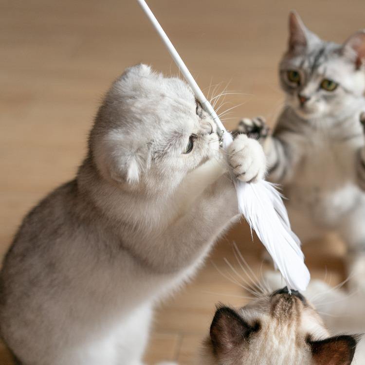 Pidan Cat Teaser Wand with Wooden Handle - Destiny Pet