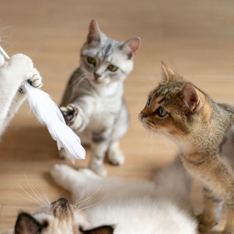 Pidan Cat Teaser Wand with Wooden Handle - Destiny Pet