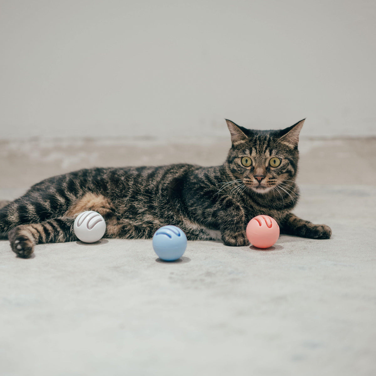 Pidan Toy ball - Destiny Pet