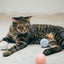 Pidan Toy ball - Destiny Pet