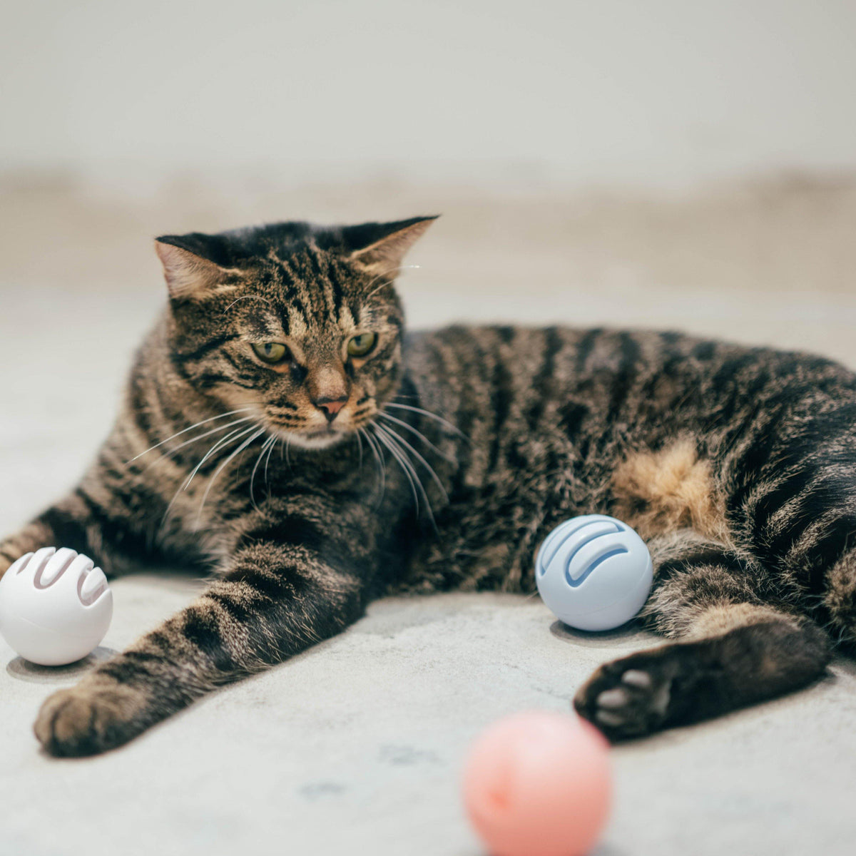 Pidan Toy ball - Destiny Pet