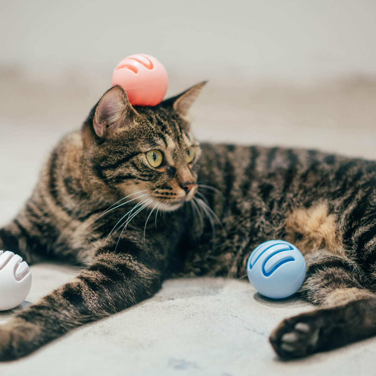 Pidan Toy ball - Destiny Pet