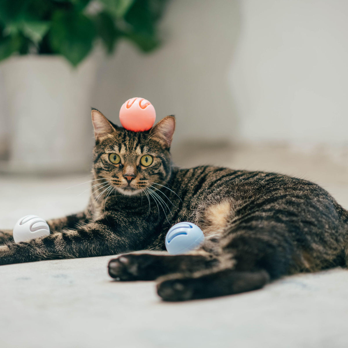Pidan Toy ball - Destiny Pet