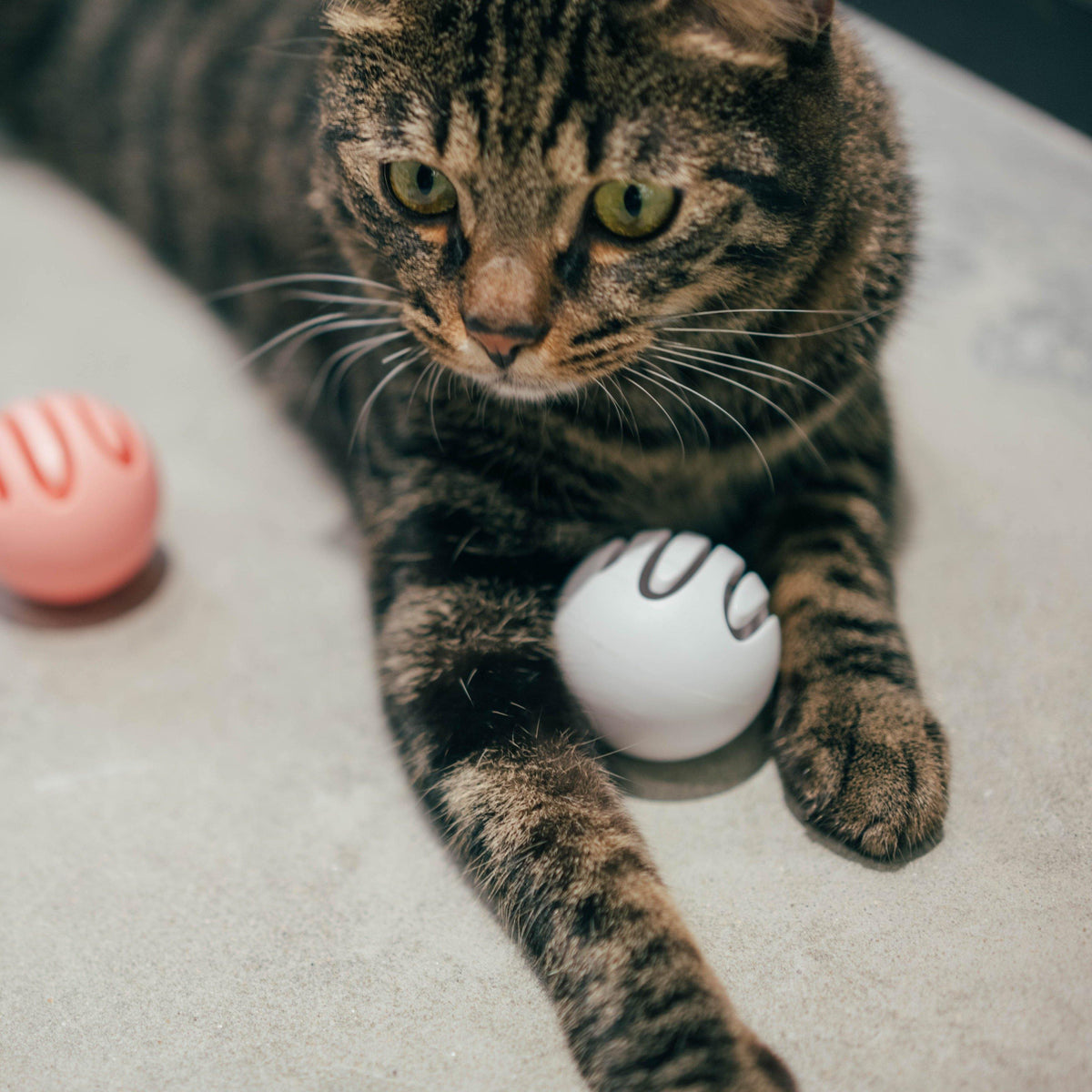 Pidan Toy ball - Destiny Pet