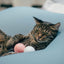 Pidan Toy ball - Destiny Pet