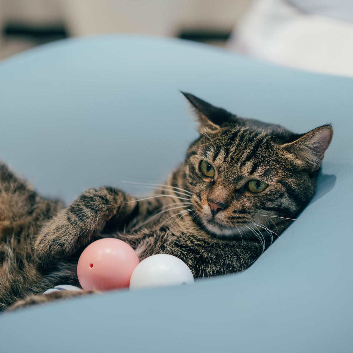 Pidan Toy ball - Destiny Pet
