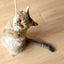 Pidan Cat Teaser Wand with Wooden Handle - Destiny Pet