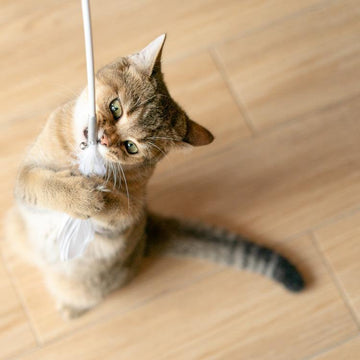Pidan Cat Teaser Wand with Wooden Handle - Destiny Pet